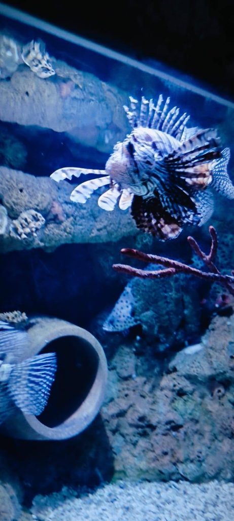 🦈🐟 Morskie śledztwo klasy 1f – Nemo odnaleziony! 🔍🐠