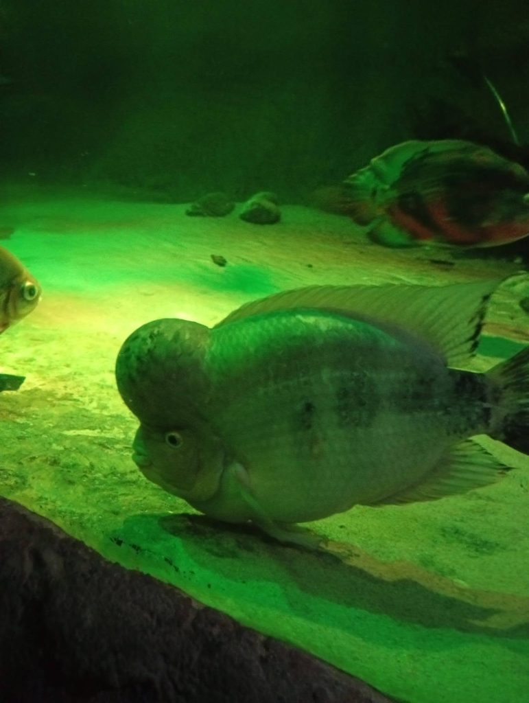 🐚 SEA LIFE – tam, gdzie ocean opowiada swoje historie!